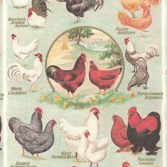 Easter Chicks and Hens Italian Print Paper ~ Rossi Italy